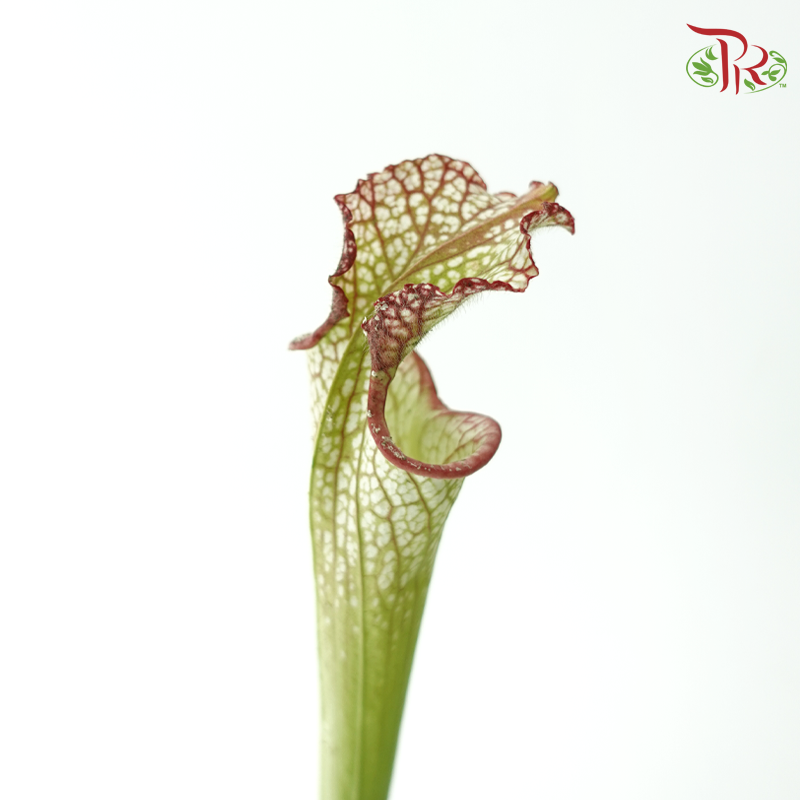 Sarracenia - Green With Red Line (2 Stems)-Green With Red Line-Japan-prflorist.com.my