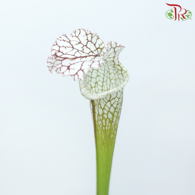 Sarracenia - White (2 Stems)-Japan-prflorist.com.my