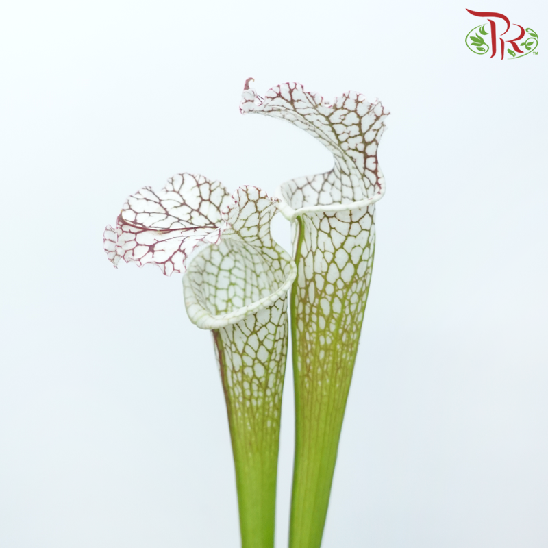 Sarracenia - White (2 Stems)-Japan-prflorist.com.my