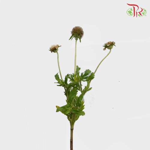 Scabiosa Brown (Feng Che) - (10 Stems)-Brown-China-prflorist.com.my