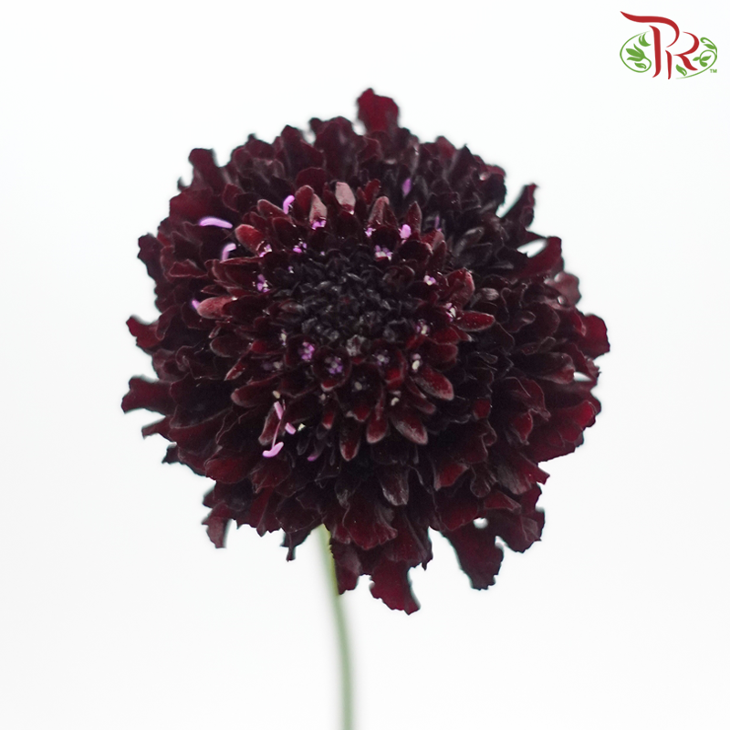 Scabiosa Color - Blackberry (10 Stems)-Blackberry-Vietnam-prflorist.com.my