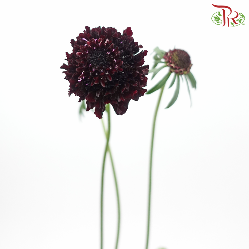 Scabiosa Color - Blackberry (10 Stems)-Blackberry-Vietnam-prflorist.com.my