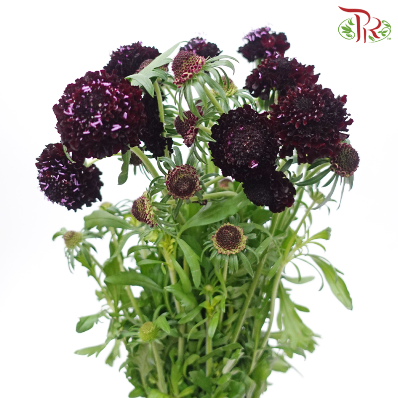 Scabiosa Color - Blackberry (10 Stems)-Blackberry-Vietnam-prflorist.com.my