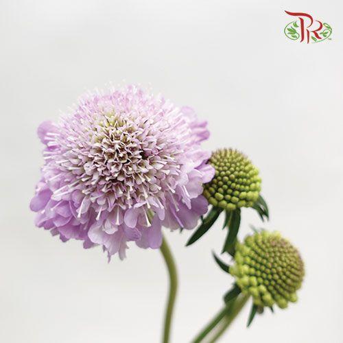 Scabiosa Color - Bright Lilac (5 Stems)-Lilac-Japan-prflorist.com.my