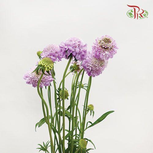 Scabiosa Color - Bright Lilac (5 Stems)-Lilac-Japan-prflorist.com.my