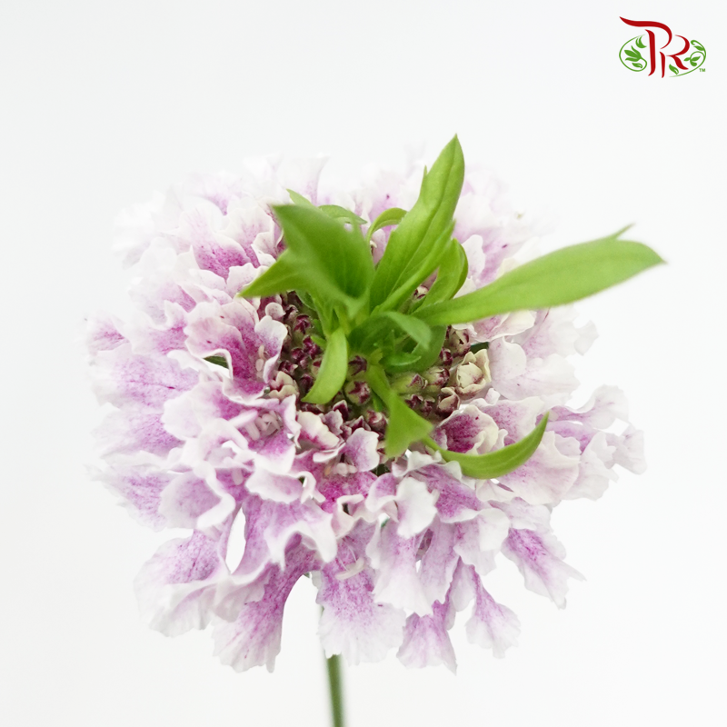 Scabiosa Color - Chomage Ryouma (5 Stems)-Lilac-Japan-prflorist.com.my