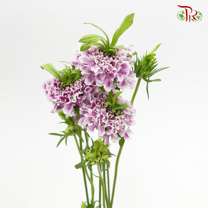 Scabiosa Color - Chomage Ryouma (5 Stems)-Lilac-Japan-prflorist.com.my