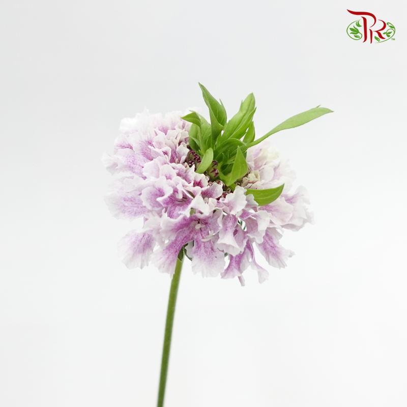 Scabiosa Color - Chomage Ryouma (5 Stems)-Lilac-Japan-prflorist.com.my