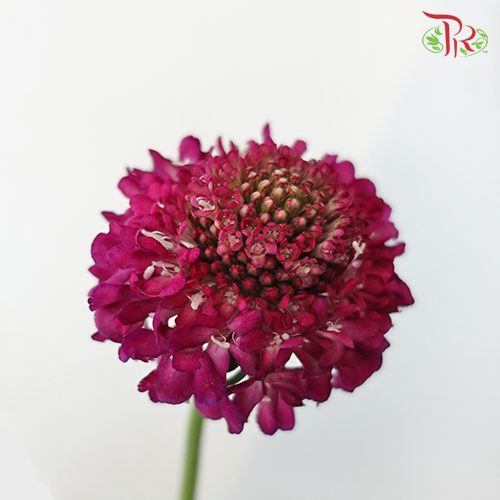 Scabiosa Color - Dark Pink (5 Stems)-Pink-Netherland-prflorist.com.my