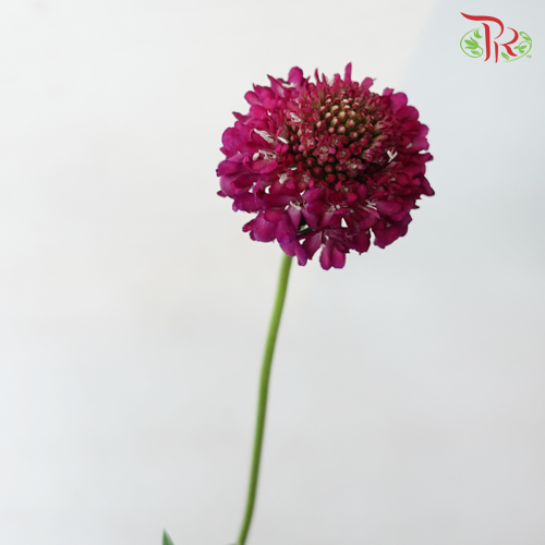 Scabiosa Color - Dark Pink (5 Stems)-Pink-Netherland-prflorist.com.my