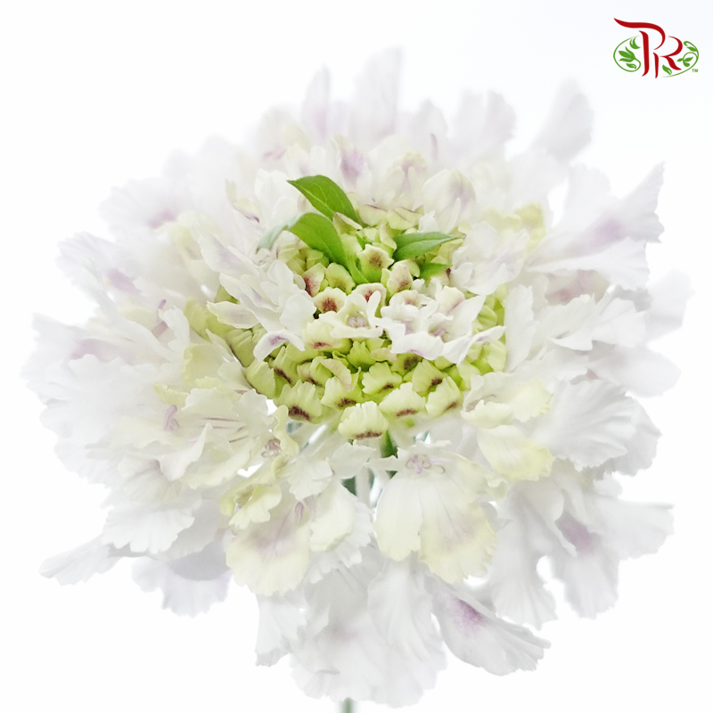 Scabiosa Color - Fairy Lilac (5 Stems)-White-Japan-prflorist.com.my