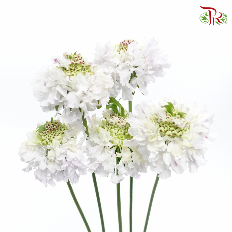 Scabiosa Color - Fairy Lilac (5 Stems)-White-Japan-prflorist.com.my