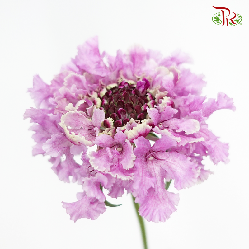 Scabiosa Color - Furi Furi Mei (5 Stems)-Purple-Japan-prflorist.com.my