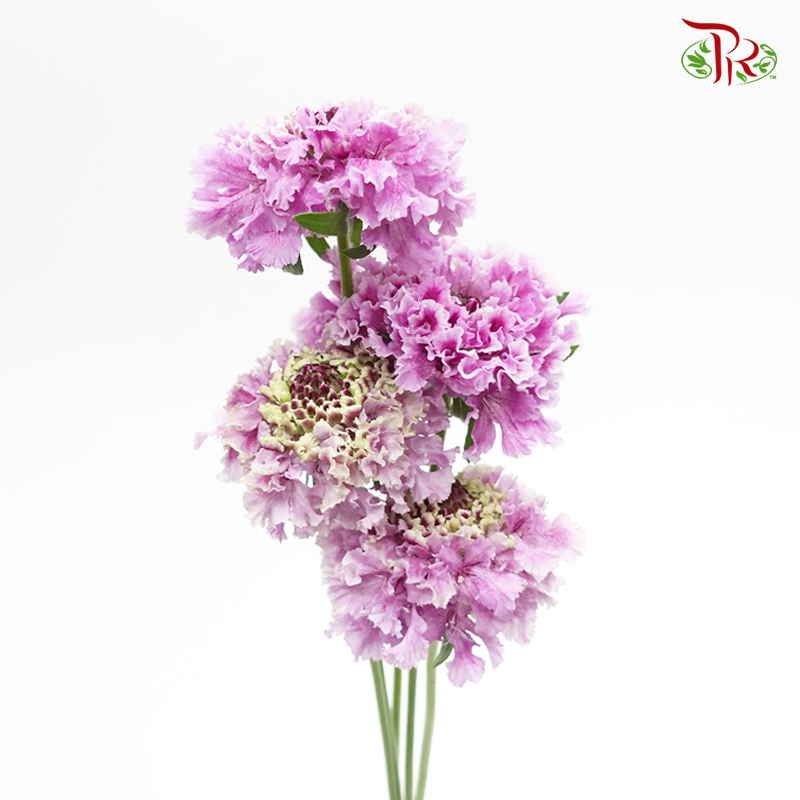 Scabiosa Color - Furi Furi Mei (5 Stems)-Purple-Japan-prflorist.com.my