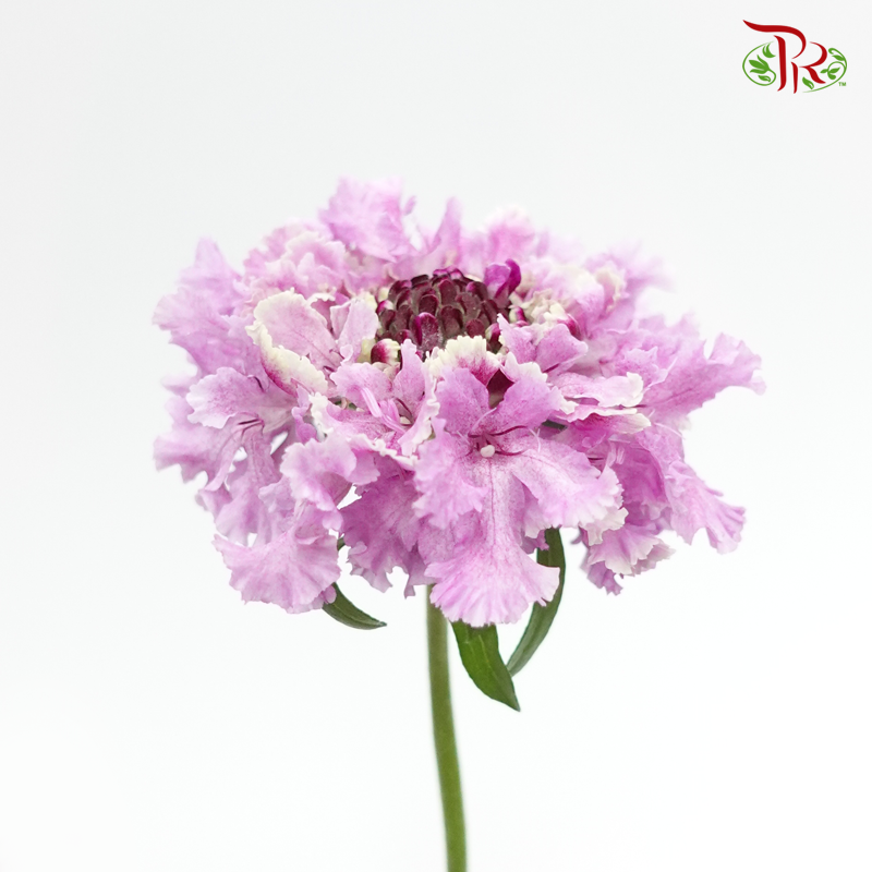 Scabiosa Color - Furi Furi Mei (5 Stems)-Purple-Japan-prflorist.com.my