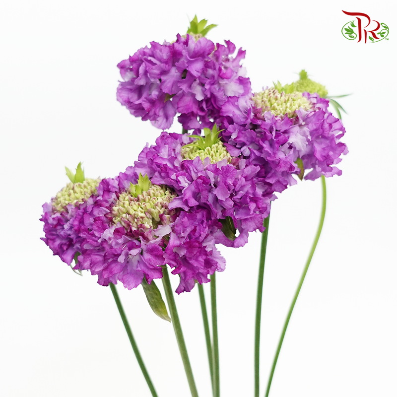 Scabiosa Color - Indigo Purple (5 Stems)-Purple-Japan-prflorist.com.my