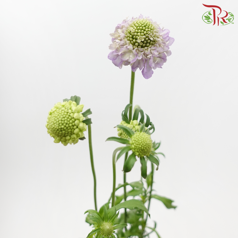 Scabiosa Color - Lilac (10 Stems)-Lilac-Vietnam-prflorist.com.my