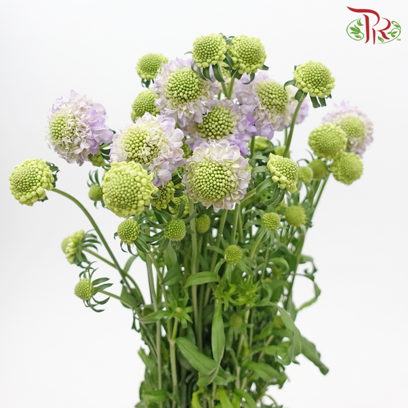 Scabiosa Color - Lilac (10 Stems)-Lilac-Vietnam-prflorist.com.my