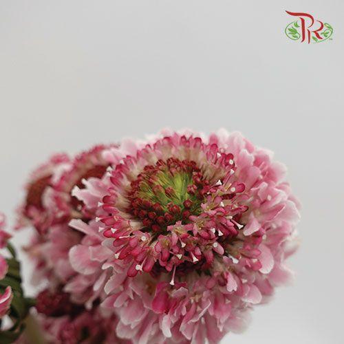 Scabiosa Color - Marshmallow Pink (10 Stems)-Pink-Vietnam-prflorist.com.my