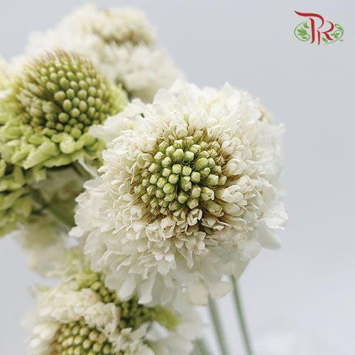 Scabiosa Color - Snow White (10 Stems)-White-Vietnam-prflorist.com.my