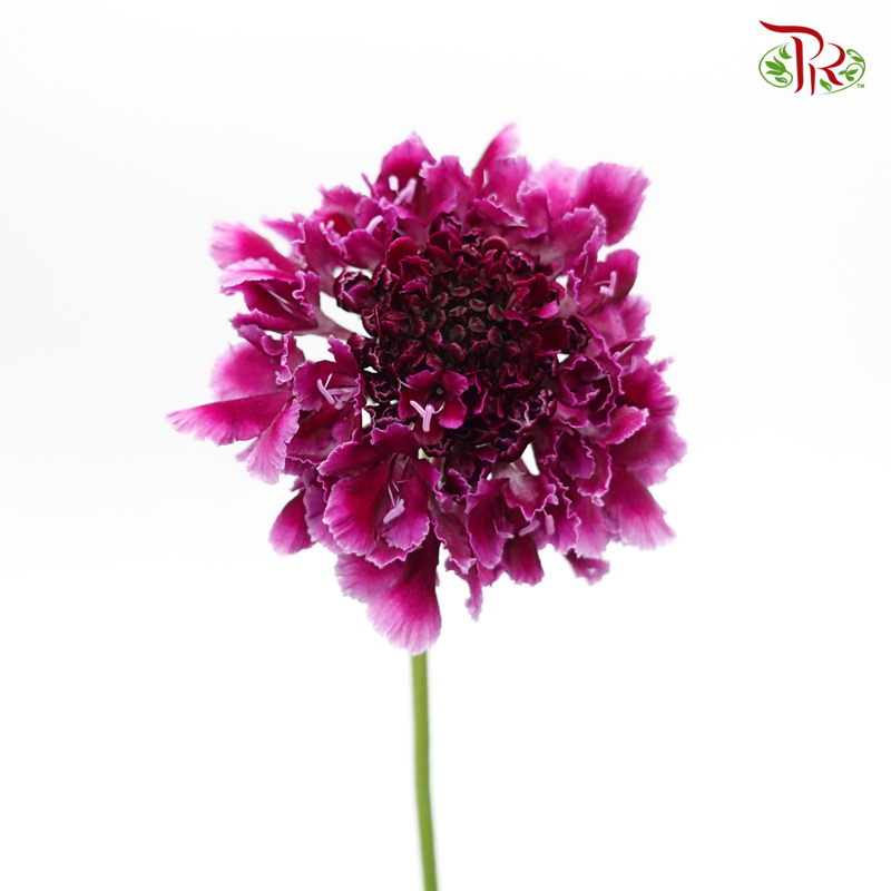 Scabiosa Color - Tera Hinata (5 Stems)-Purple-Japan-prflorist.com.my