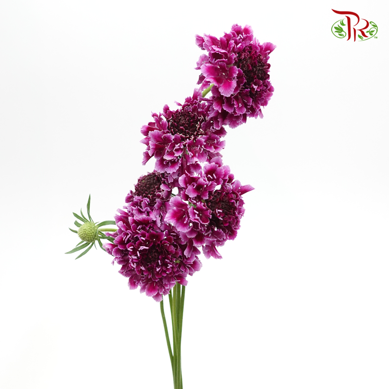 Scabiosa Color - Tera Hinata (5 Stems)-Purple-Japan-prflorist.com.my