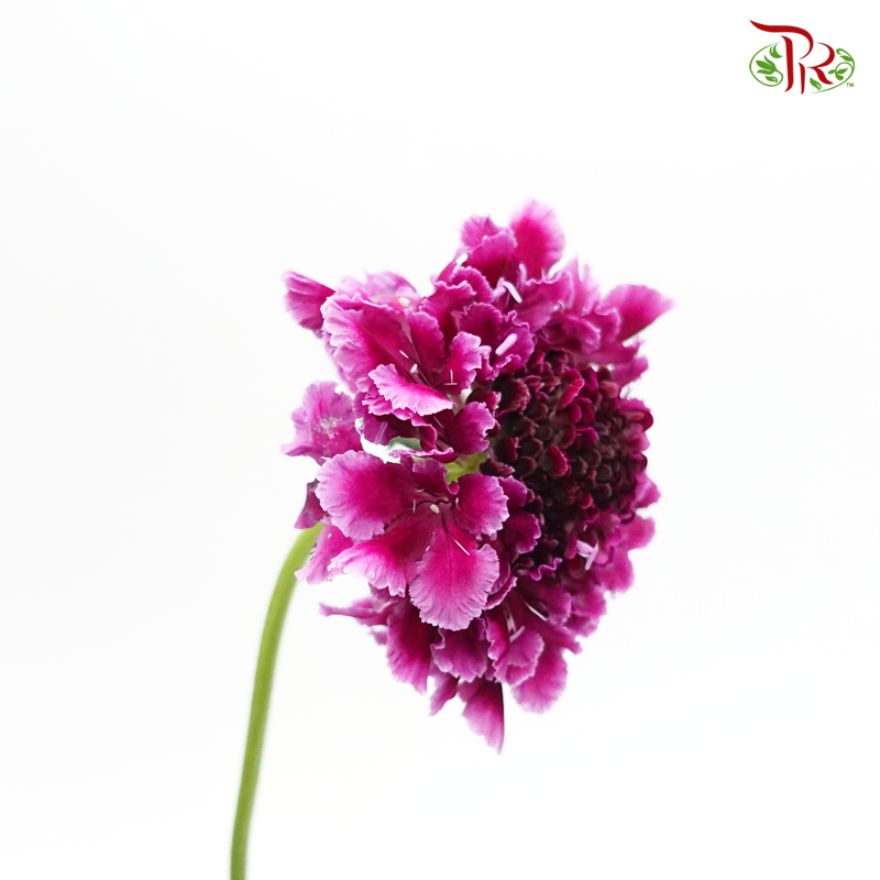 Scabiosa Color - Tera Hinata (5 Stems)-Purple-Japan-prflorist.com.my