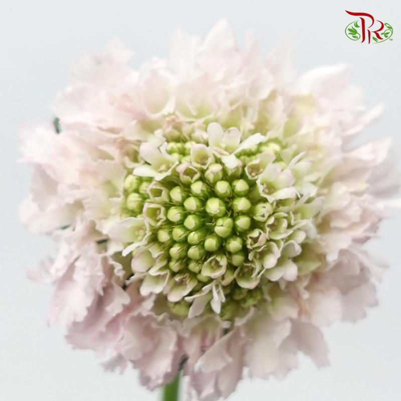 Scabiosa Colour - Blush Pink (9-10 Stems)-Blush Pink-Kenya-prflorist.com.my