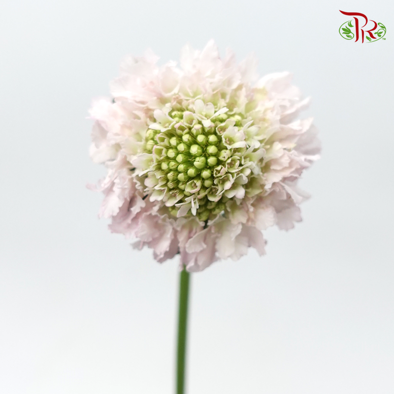Scabiosa Colour - Blush Pink (9-10 Stems)-Blush Pink-Kenya-prflorist.com.my