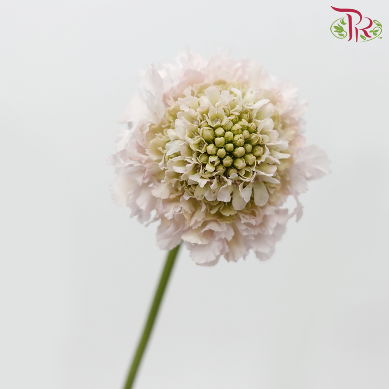 Scabiosa Colour - Blush Pink (9-10 Stems)-Blush Pink-Kenya-prflorist.com.my