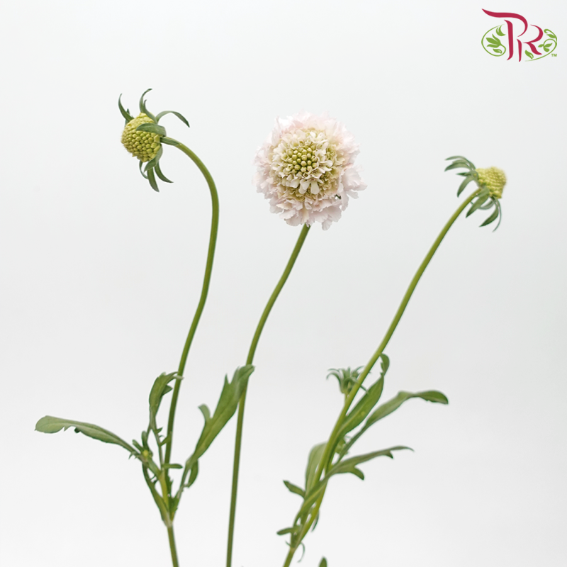 Scabiosa Colour - Blush Pink (9-10 Stems)-Blush Pink-Kenya-prflorist.com.my