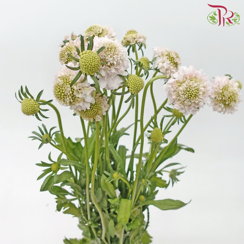 Scabiosa Colour - Blush Pink (9-10 Stems)-Blush Pink-Kenya-prflorist.com.my