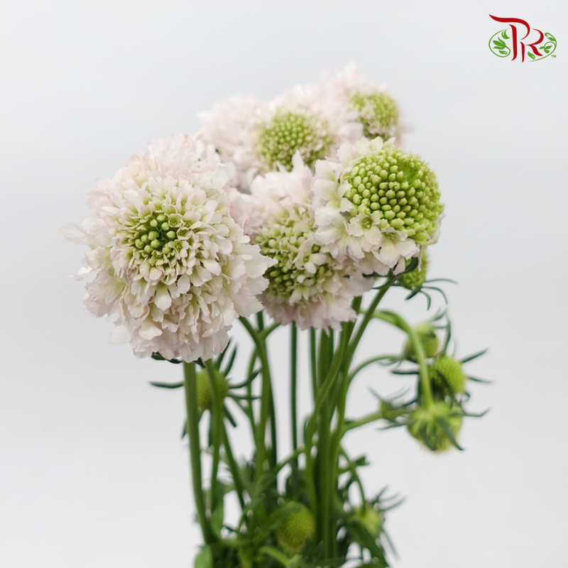Scabiosa Colour - Blush Pink (9-10 Stems)-Blush Pink-Kenya-prflorist.com.my