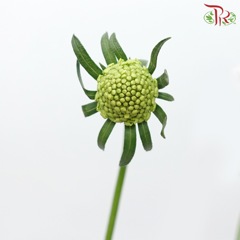 Scabiosa Colour - Blush Pink (Per Bunch)-Blush Pink-China-prflorist.com.my