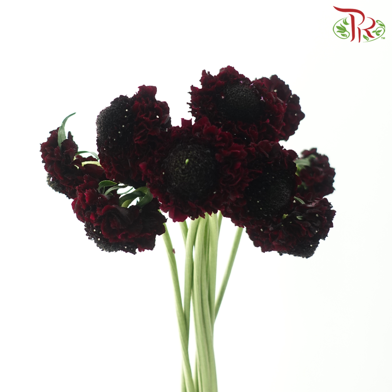 Scabiosa Colour - Dark Maroon (9-10 Stems)-Red-Kenya-prflorist.com.my