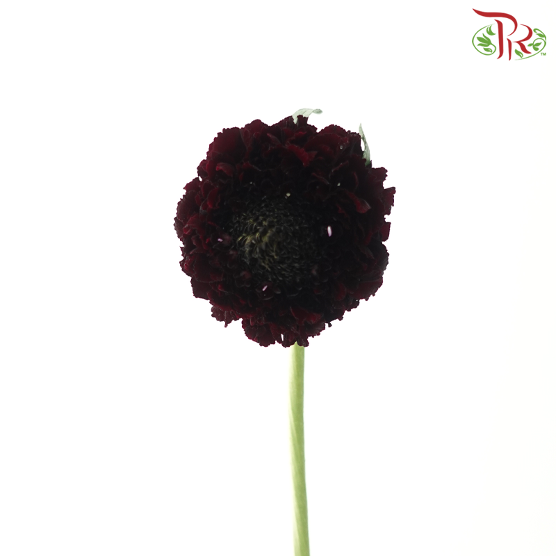 Scabiosa Colour - Dark Maroon (9-10 Stems)-Red-Kenya-prflorist.com.my