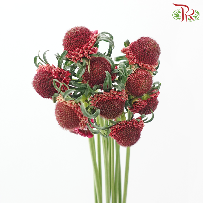 Scabiosa Colour - Dark Pink (9-10 Stems)-Dark Pink-Kenya-prflorist.com.my