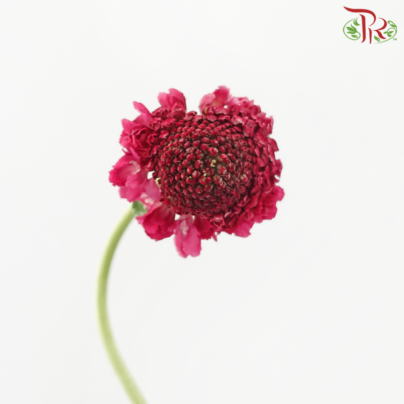 Scabiosa Colour - Dark Pink (9-10 Stems)-Dark Pink-Kenya-prflorist.com.my