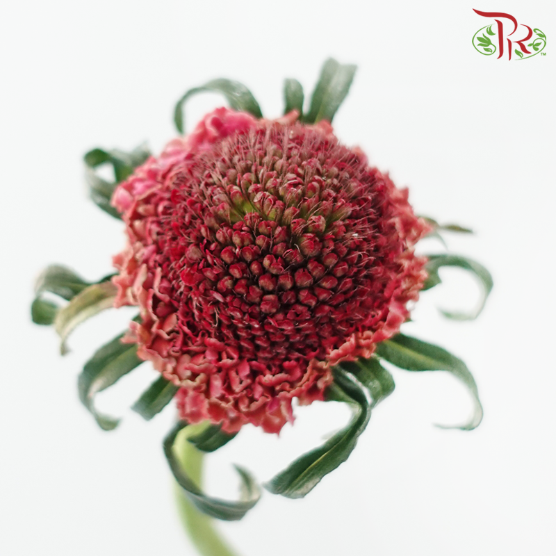 Scabiosa Colour - Dark Pink (9-10 Stems)-Dark Pink-Kenya-prflorist.com.my