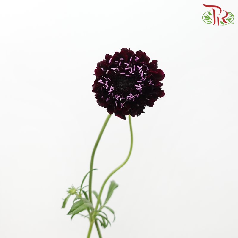 Scabiosa Colour - Dark Purple (Per Bunch)-Dark Purple-China-prflorist.com.my