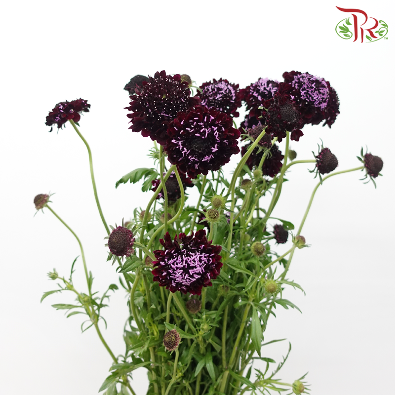 Scabiosa Colour - Dark Purple (Per Bunch)-Dark Purple-China-prflorist.com.my