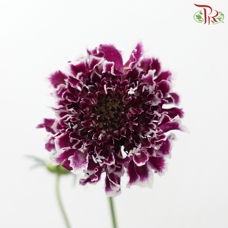 Scabiosa Colour - Dark Purple With White Outline (Per Bunch)-Purple-China-prflorist.com.my