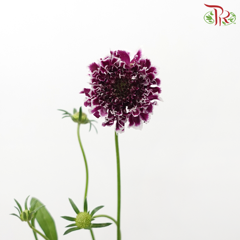 Scabiosa Colour - Dark Purple With White Outline (Per Bunch)-Purple-China-prflorist.com.my