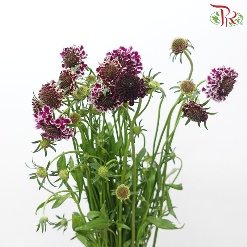 Scabiosa Colour - Dark Purple With White Outline (Per Bunch)-Purple-China-prflorist.com.my