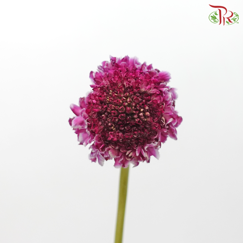 Scabiosa Colour - Focal Pink (9-10 Stems)-Focall Pink-Kenya-prflorist.com.my