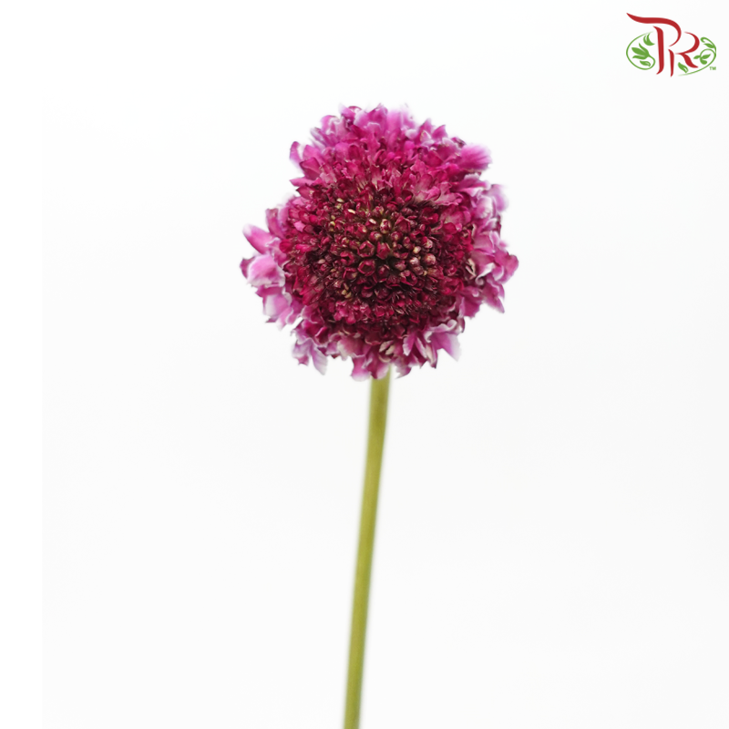 Scabiosa Colour - Focal Pink (9-10 Stems)-Focall Pink-Kenya-prflorist.com.my
