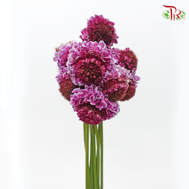 Scabiosa Colour - Focal Pink (9-10 Stems)-Focall Pink-Kenya-prflorist.com.my