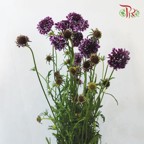 Scabiosa Colour - Focal Scoop Dark Purple (10 Stems)-Purple-Vietnam-prflorist.com.my