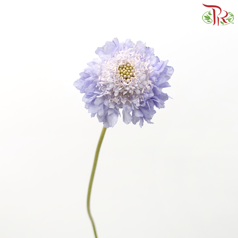 Scabiosa Colour - Lilac Blush (Per Bunch)-Lilac Blush-China-prflorist.com.my