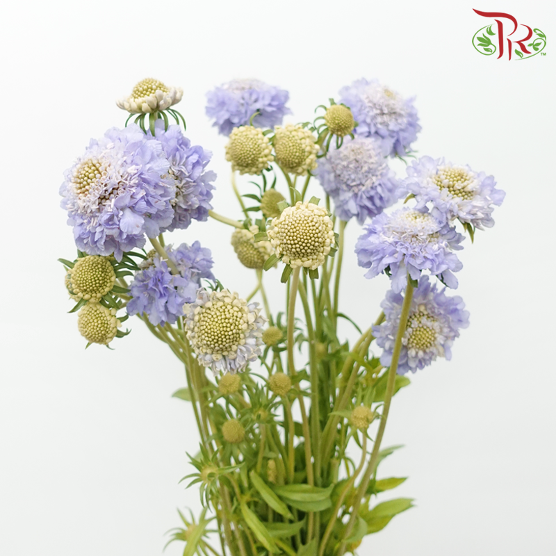 Scabiosa Colour - Lilac Blush (Per Bunch)-Lilac Blush-China-prflorist.com.my